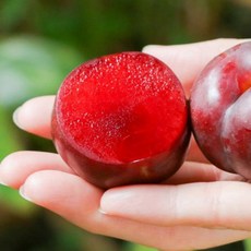 김천 새콤달콤 대석 후무사 도담 추희 왕자두 햇 자두 2kg 3kg, 1박스, 2kg(중), 개당 60g이상