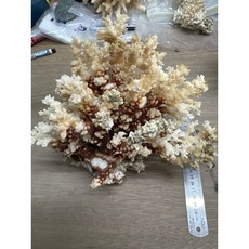 珊瑚骨 珊瑚花 裝飾擺件, 4號