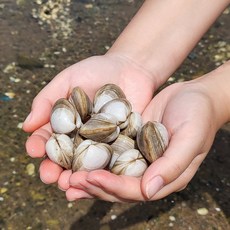 신선 탱글탱글 동죽 물총조개 국물내는 세척 해감 동의보감 조개, 1박스, 3kg