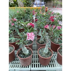 沙漠玫瑰五吋盆栽，些許開花，株株獨特，點綴您的居家空間