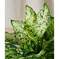 星光燦爛 3-4吋盆 觀葉植物 綠化環境 淨化空氣 居家盆栽