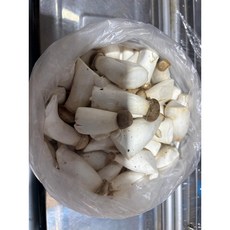버섯팡팡 꼬마새송이버섯 1kg 직접경매, 1개