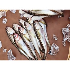 알이 톡톡 제철 동해안 도루묵 산지직송, 1세트, 동해안 생물 도루묵 500g