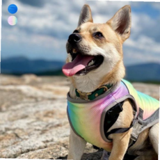 조끼 쿨링베스트 키밍 반려동물 래쉬가드 댕댕이 산책 강아지 59000EA 1EA, 블루