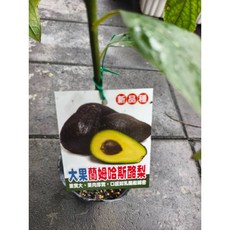 霏霏園藝 大果哈斯，批發價700元，高度30公分以上, 1個