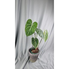 서비내 필로덴드론 글로리오섬 Philodendron gloriosum 희귀식물 인테리어 플랜테리어 인기식물 공기정화식물, 1개