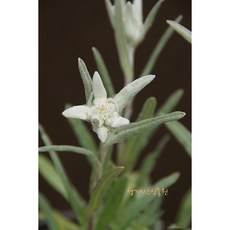 묵은둥이 에델바이스 / 사진촬영 2026년 3울 14일, 1개