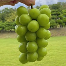 [파격할인] 하루딱30명만 씨없는 초고당도 샤인머스캣, 1박스, 1kg
