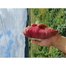 국내산 햇고구마 밤고구마 10kg, 1박스, 파지 (10kg)
