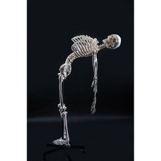 전신골격 해골모형 170cm 병원 11 정형외과 인체 뼈 인체뼈모형 골격 과학실, 170 뼈 신경 부착 (척추가 구부러질 수 있습니다)