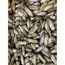 [국내산] 남해안 별미 급냉 별량 맛조개 조개 대맛조개, 1개, 급냉 맛조개400g (15미내외)