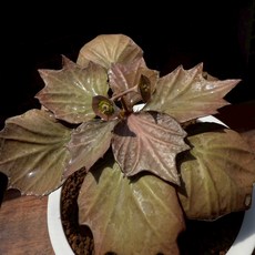 【布楚禮】彩葉麒麟 世界樹系列 183, 1個