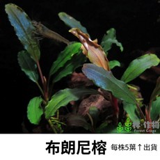 布朗尼絡 水草 每株5葉↑, 1個