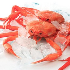 울진 후포항 붉은대게5미(1.7kg내외), 1개