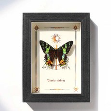 나비표본 태양과 달나방 루나나방 과학 곤충 학습 액자, 1개, 태양과 달(7인치 액자)