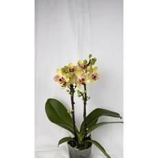 [다온난가든] 노란색 호접란 삼색조 쌍대 생신/취임/축하 서양난, 1개