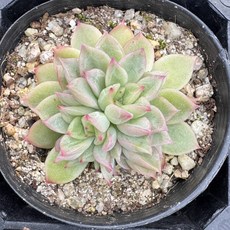 메비나 S 다육이 공기정화식물 플랜테리어 홈가드닝, 단일, 1개