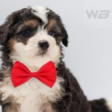 와볼샵 애견 보타이 나비넥타이 귀여운 반려견 고양이