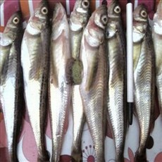 (쌍다리상회) 오늘생물 A급 알도루묵 20마리 생물, 오늘 생물 알도루묵 20마리 생물