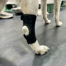 대형견 슬개골 무릎보호대 관절보호용품