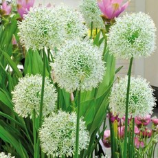 [나은식물원][알리움 모종] 몽블랑 12cm 1포트