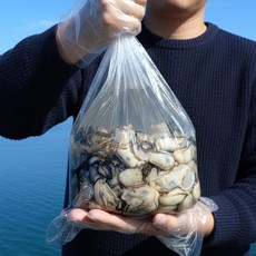 통영 생굴 최상급 당일수확 굴, 1개, 1kg