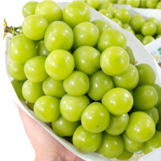 [하루20박스만] 산지직송 프리미엄 꿀범벅특품 샤인머스켓, 1박스, 4kg (8~10수)