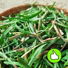 통영 해풍맞은 노지 초벌부추 300g 약부추 당일작업 산지직송, 1개