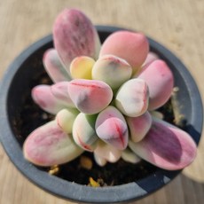 [수암다육] 방울복랑금 랜덤발송 Cotyledon orbiculata cv f. variegata 랜덤발송 다육 다육이 다육식물 312, 1개