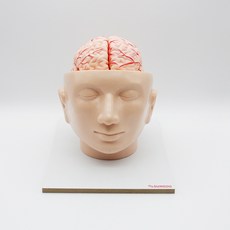 뇌의 구조모형 B형