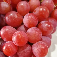 호주산 크림슨포도 적포도 고당도 프리미엄 씨없는 수입포도, 1개, 1kg