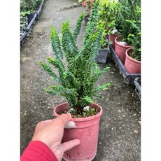 霏霏園藝 石化檜老樹 5年苗, 1個