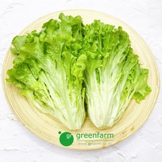 이자벨(멀티리프) 300g, 1개