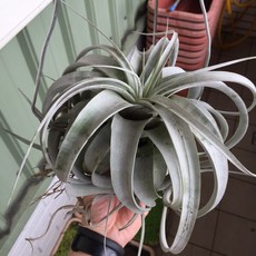 空氣鳳梨 霸王鳳 超大球型 美型鳳梨 免土壤易照料 居家美化 新手推薦