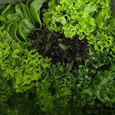 당일수확 유러피안 샐러드 800g (4종 랜덤발송) 외 중량별, 01.유러피안 샐러드 800g (4종 랜덤발송)