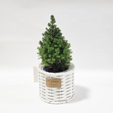 스피츠 베르겐 바구니세트 인테리어소품, 1세트, 혼합