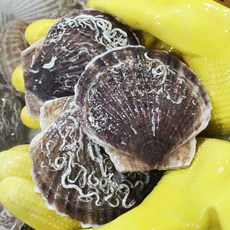참가리비 13-15미 일본산, 1개, 1kg