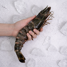 급속냉동 블랙타이거 새우 말레이시아 직수입 캠핑 홈파티, 1박스, 500g (12미)