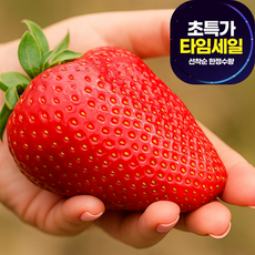 [민생안정초특가농장] 고당도 킹스베리 딸기 가정용, 1박스, 350g