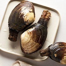 거제도 제철 왕 우럭 조개 코끼리 조개 활 대왕조개 1kg, 1개