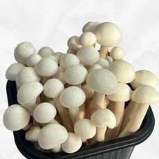 국내산 무농약 만가닥 버섯 햇 송이버 10팩, 1박스, 갈색 만가닥 버섯 (1팩 150g) 10개