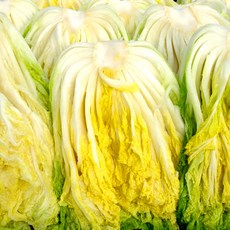 홍천농장 고랭지절임배추 10KG(약3-5포기), 10kg, 1박스, 04월08일(수요일)도착
