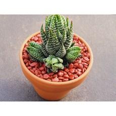 다육식물 월동자 토분에 심은 다육이 분갈이 필요없는 다육화분 홈가드닝 카페 사무실 소품 장식품 공기정화식물 화분째 배송합니다. 로뎀다육