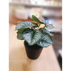 모던하우스 미니식재화분_싱고니움 AF0225001, 1개, 사진참조