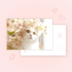 2025년 야옹섬 굿즈 벚꽃야옹이엽서 5종