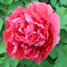 세종식물원 목단 모란 모란꽃 21종 수입목단 향기나는 꽃 개화주, 51번 권엽홍