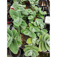 [비젼플라워] (야생화놀이터)-노지월동-베란다월동-털달개비, 1개