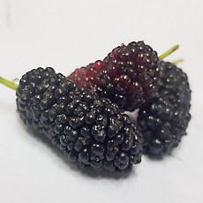 오디 10kg 과상2호 오디생과 오디열매 뽕나무열매, 1박스