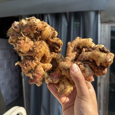 농진사 국내산 경북 황토 흙생강 최상급, 1개, 흙생강 1kg