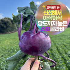 [12브릭스] 삼시세끼연구소 달큰아삭 제주 햇 콜라비 특상품 농장 직송 보라 무우, 3kg, 1개